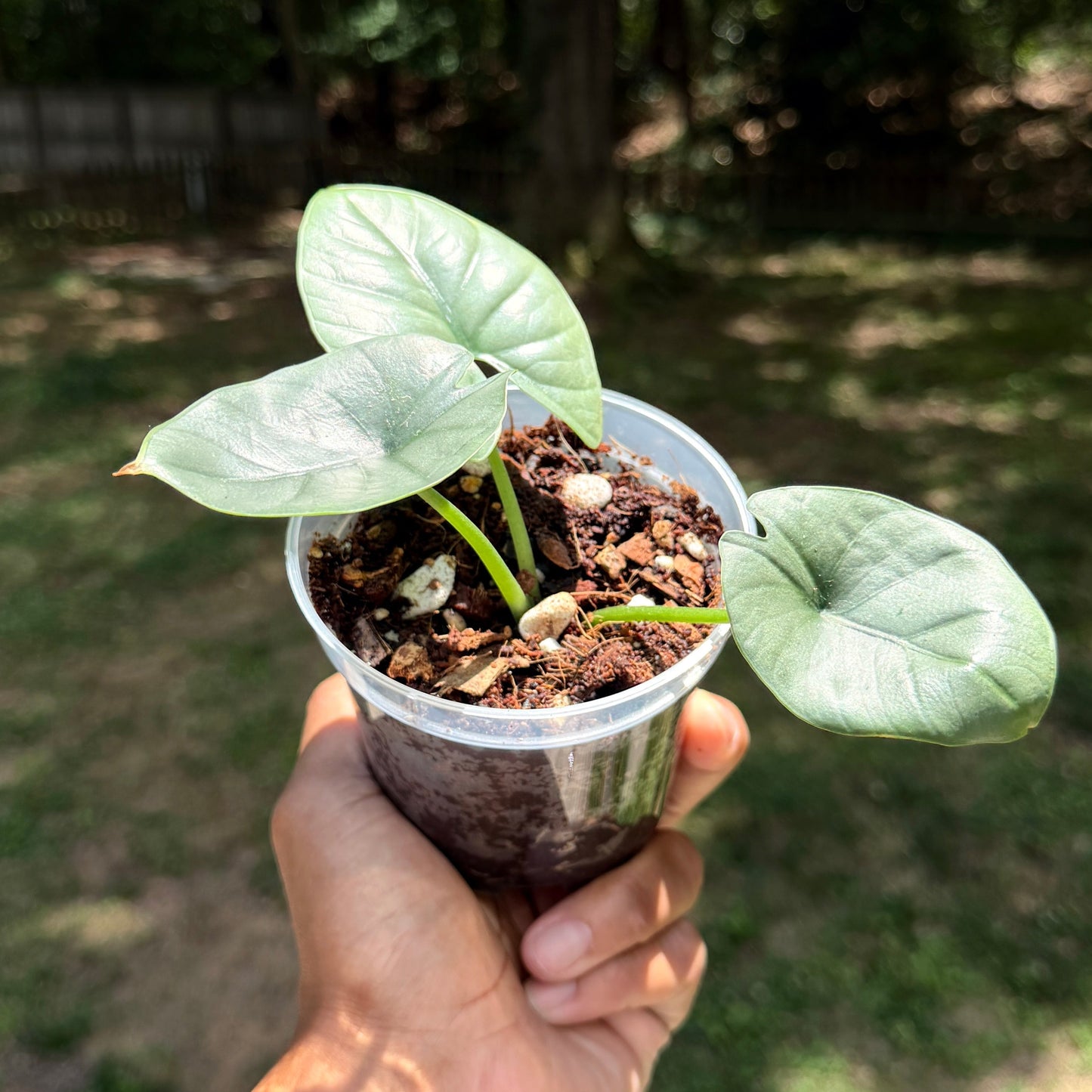 Alocasia Reginae
