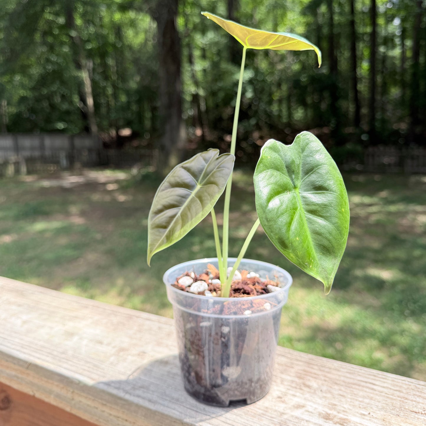 Alocasia Golden Bone