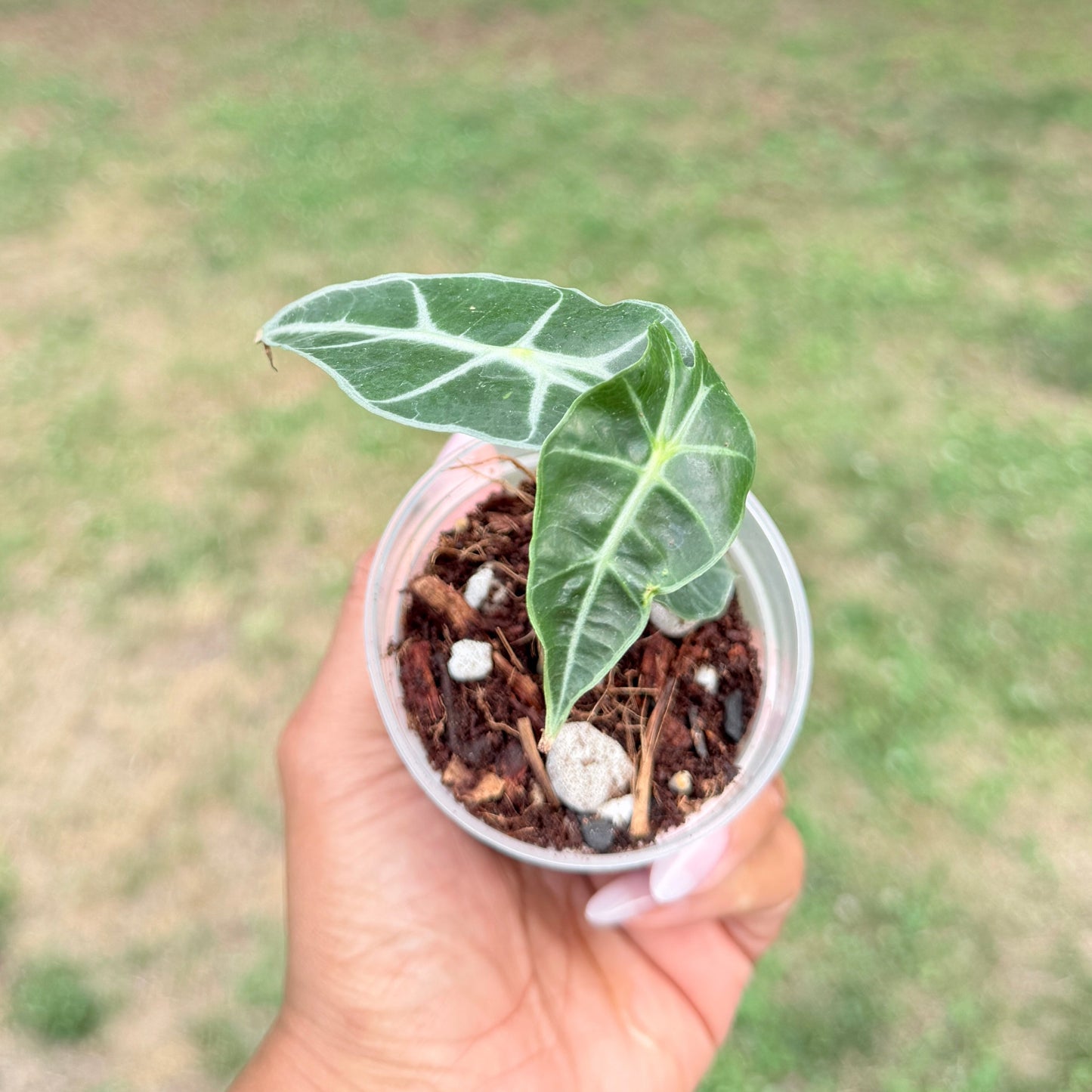 Alocasia Polly