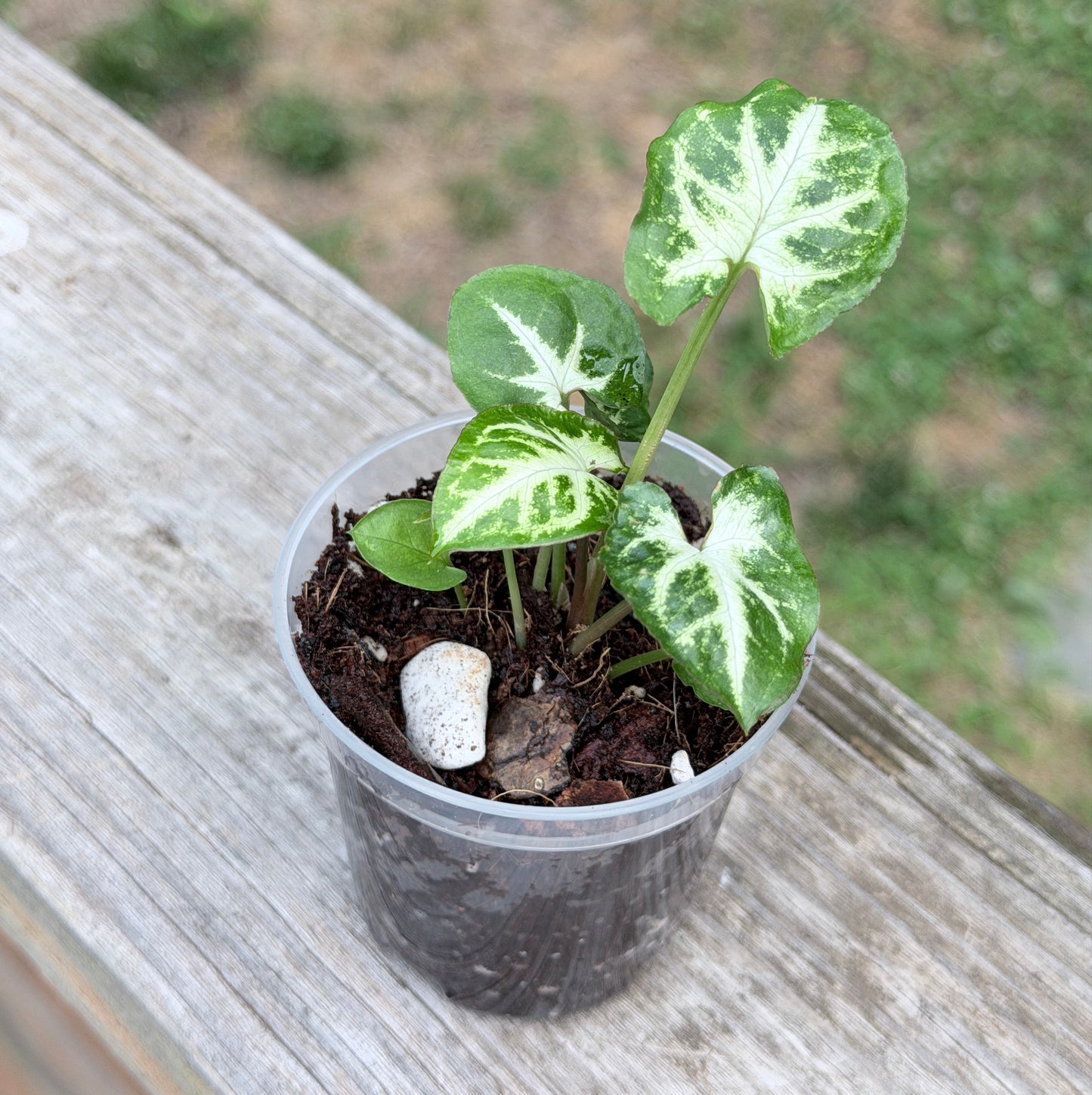 Syngonium Glo Go
