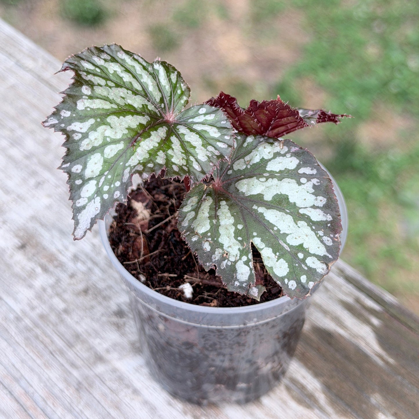 Begonia Rex Summer Storm