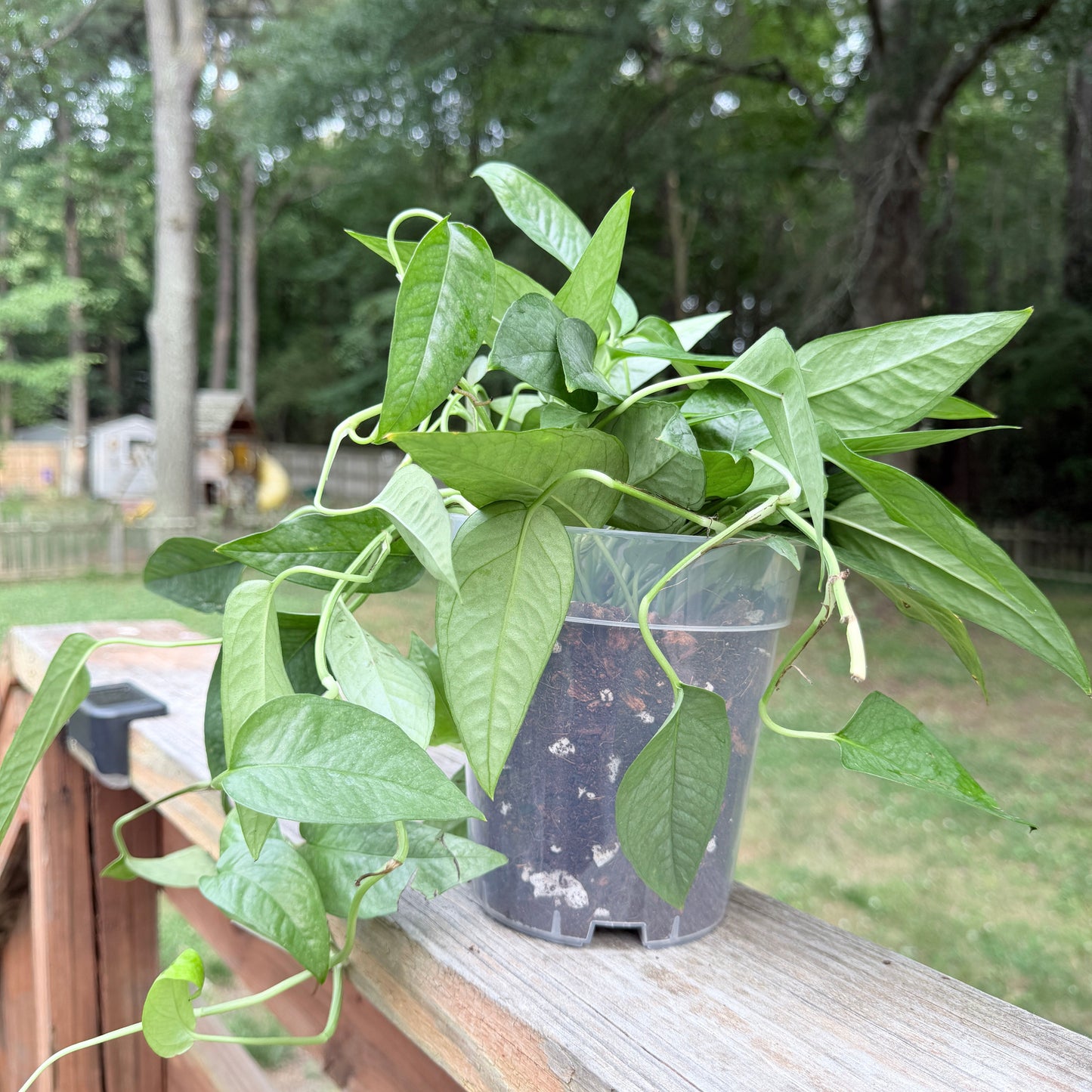 Pothos Cebu Blue
