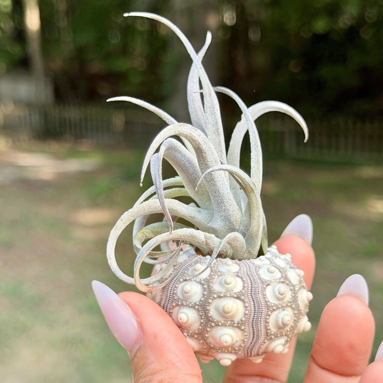 Air Plants