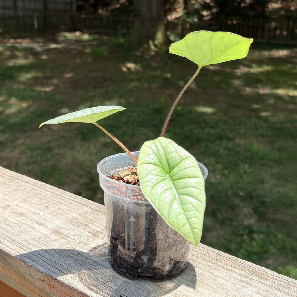 Alocasia Collection