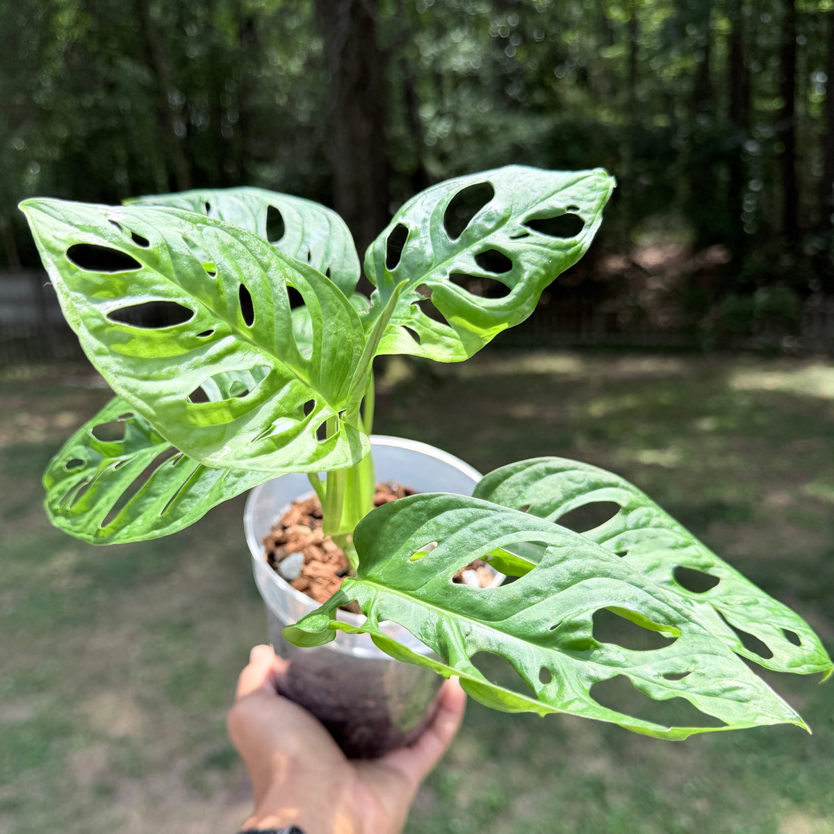Monstera Collection