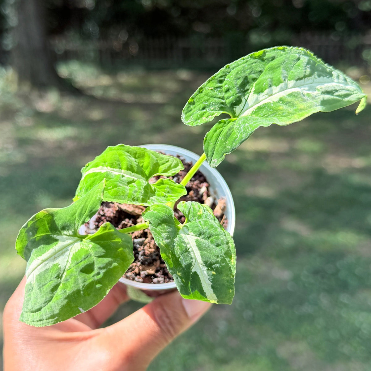 Syngonium Collection