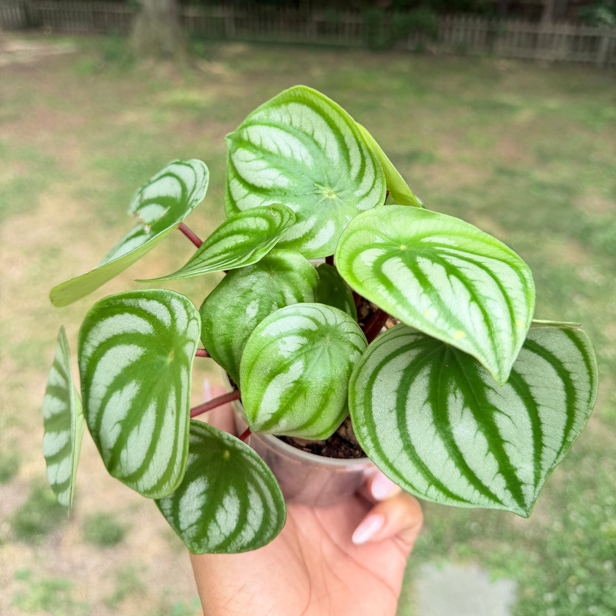 Peperomia Collection