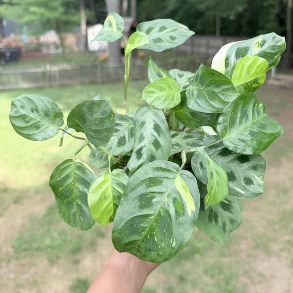 Pet friendly plant