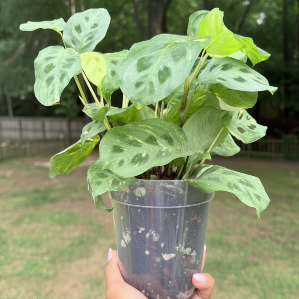 Prayer Plant Collection