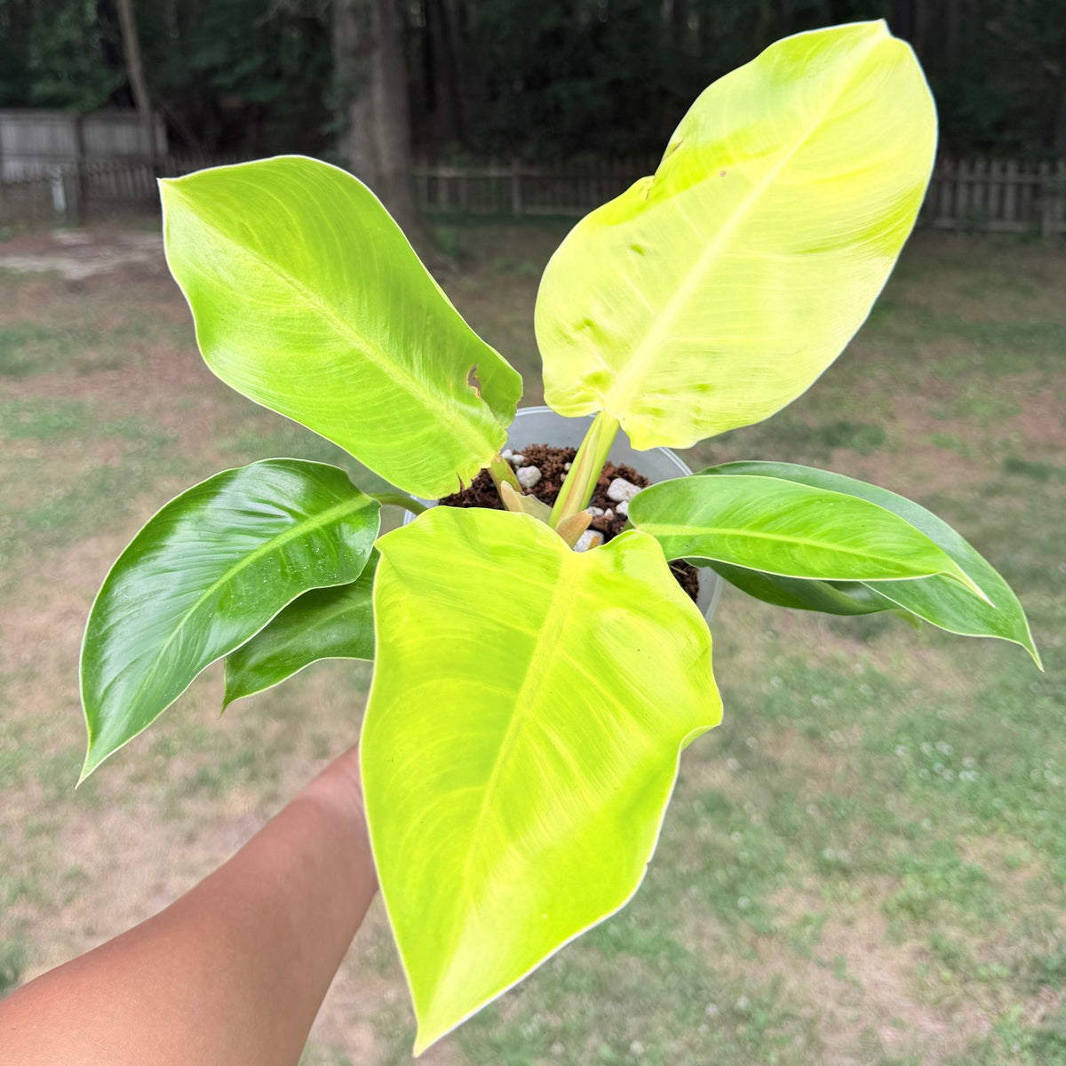 Philodendron Collection