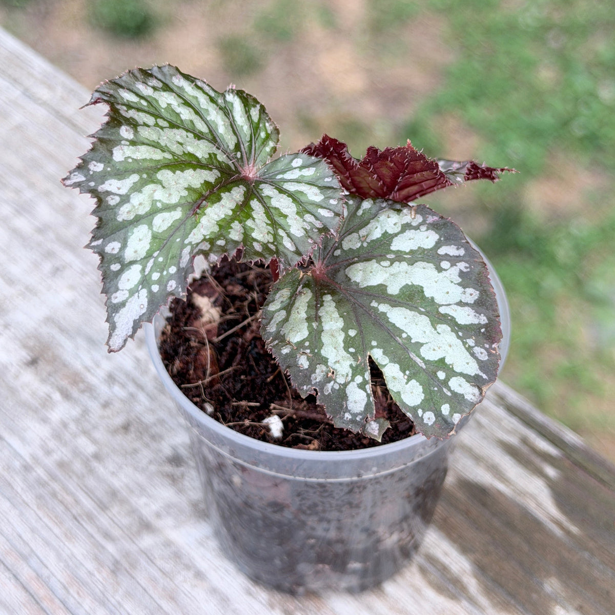 Begonia Collection