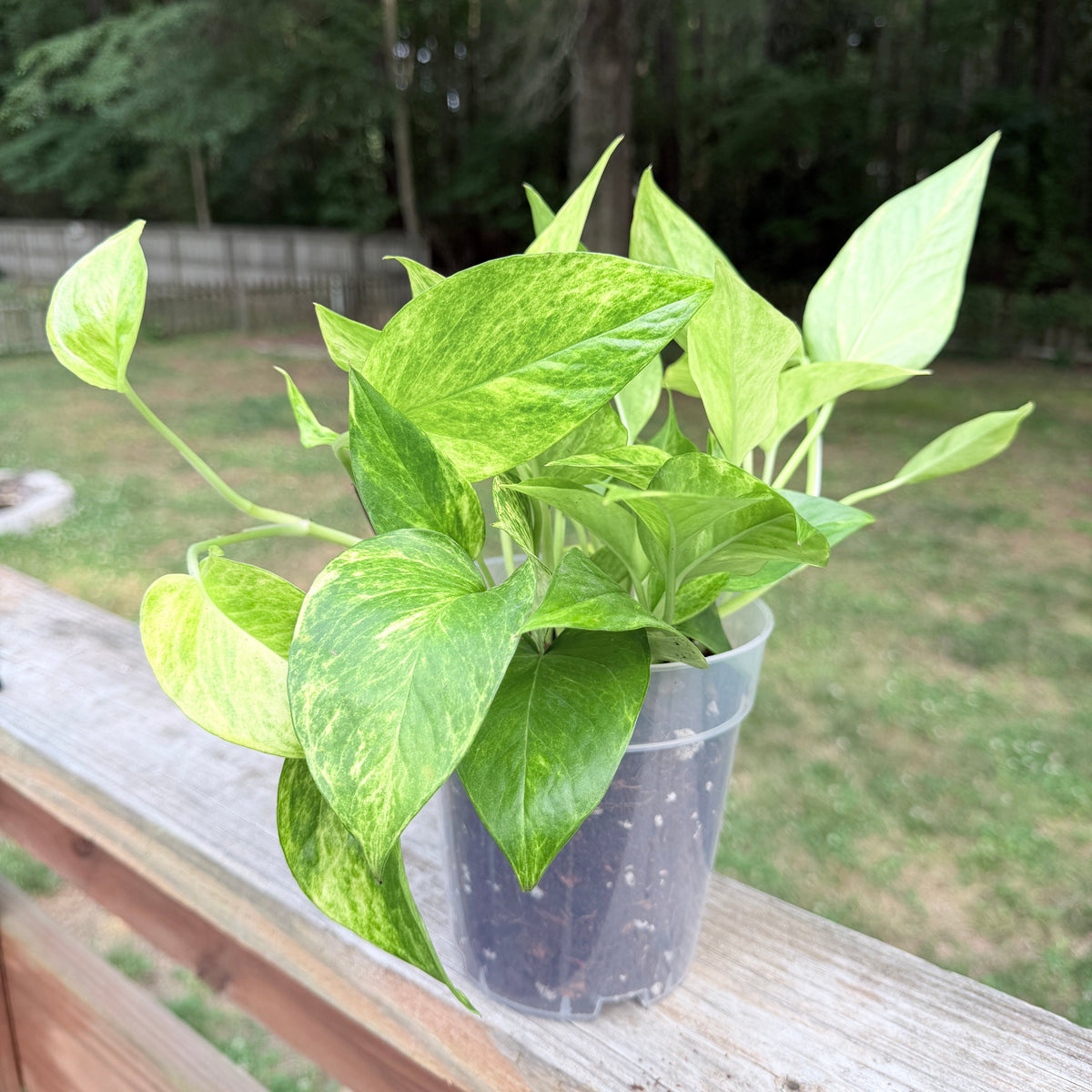 Pothos Collection