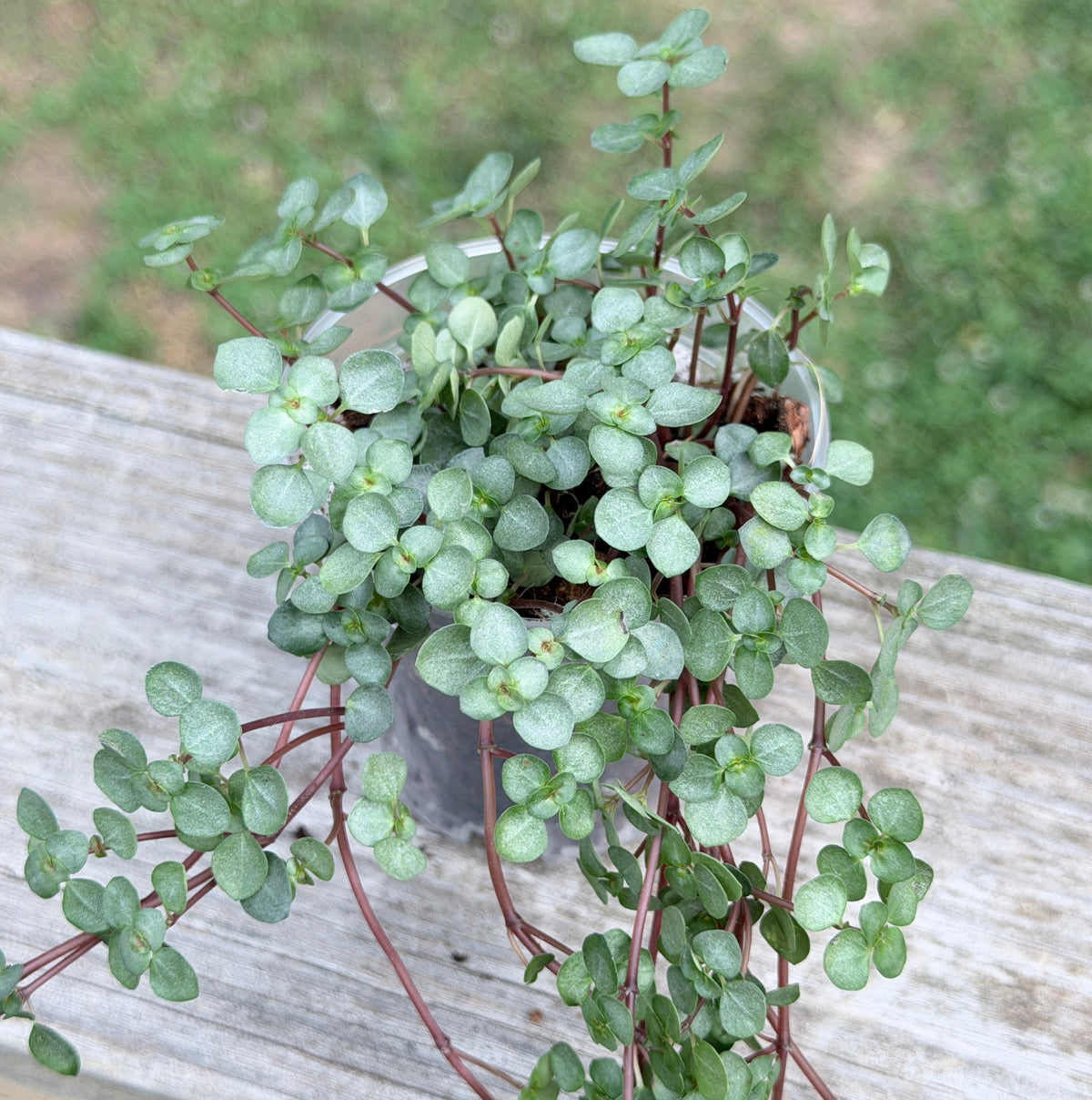 Pilea Collection