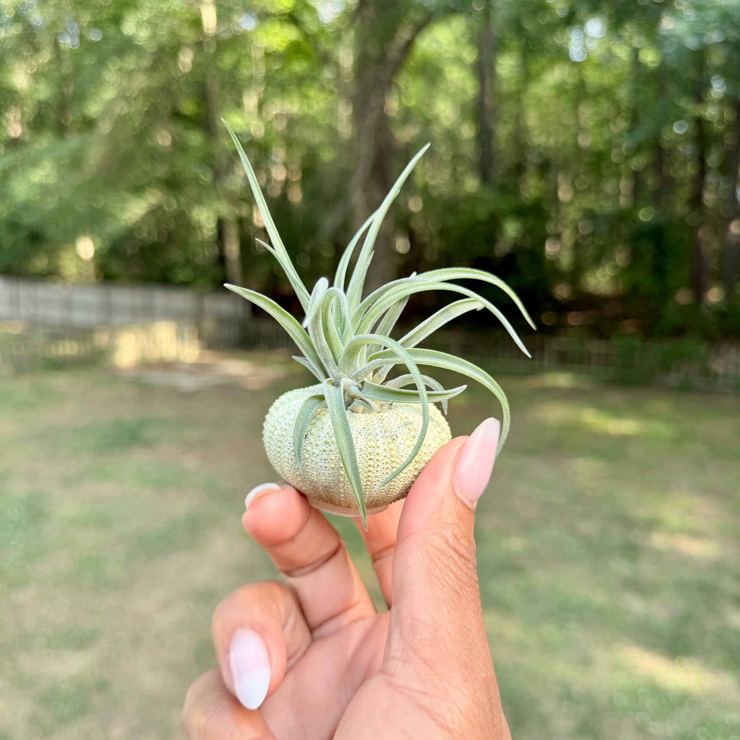 Urchin Shell with Air Plant