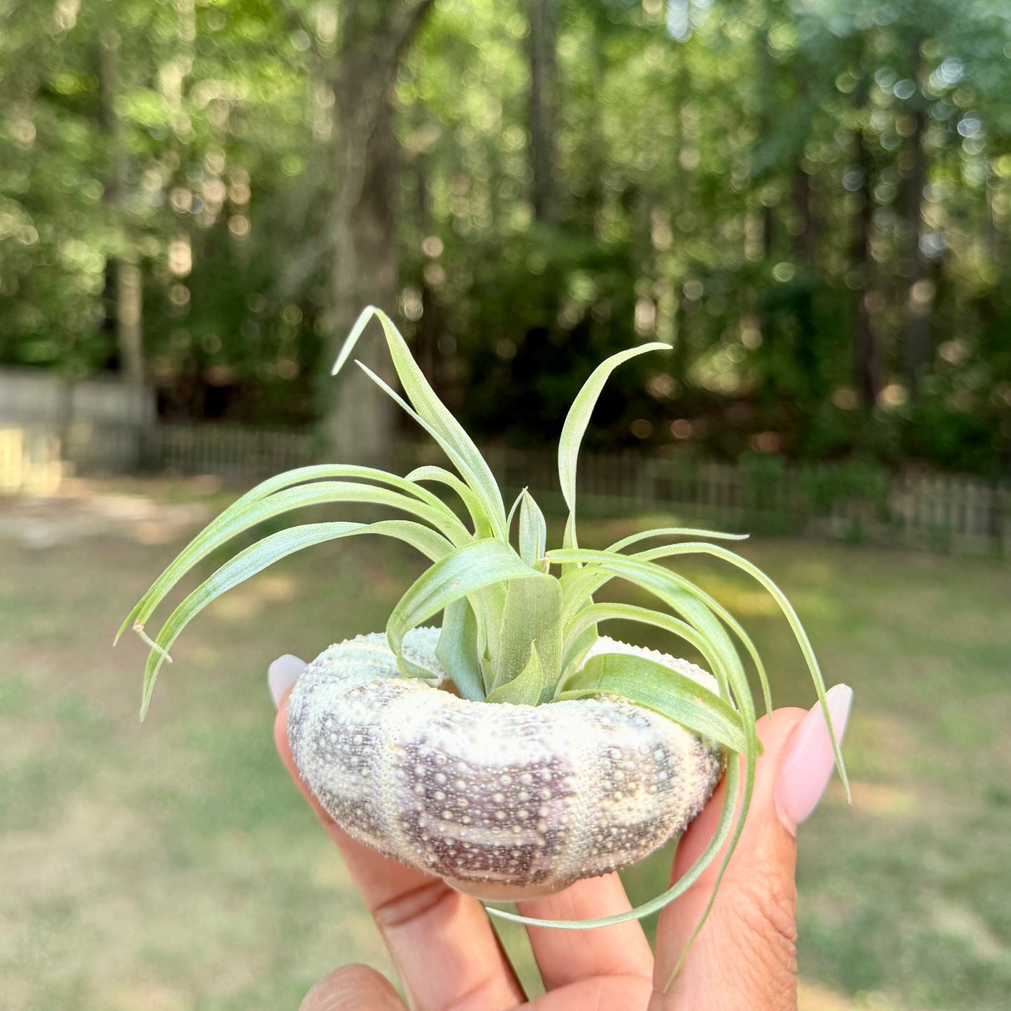 Urchin Shell with Air Plant