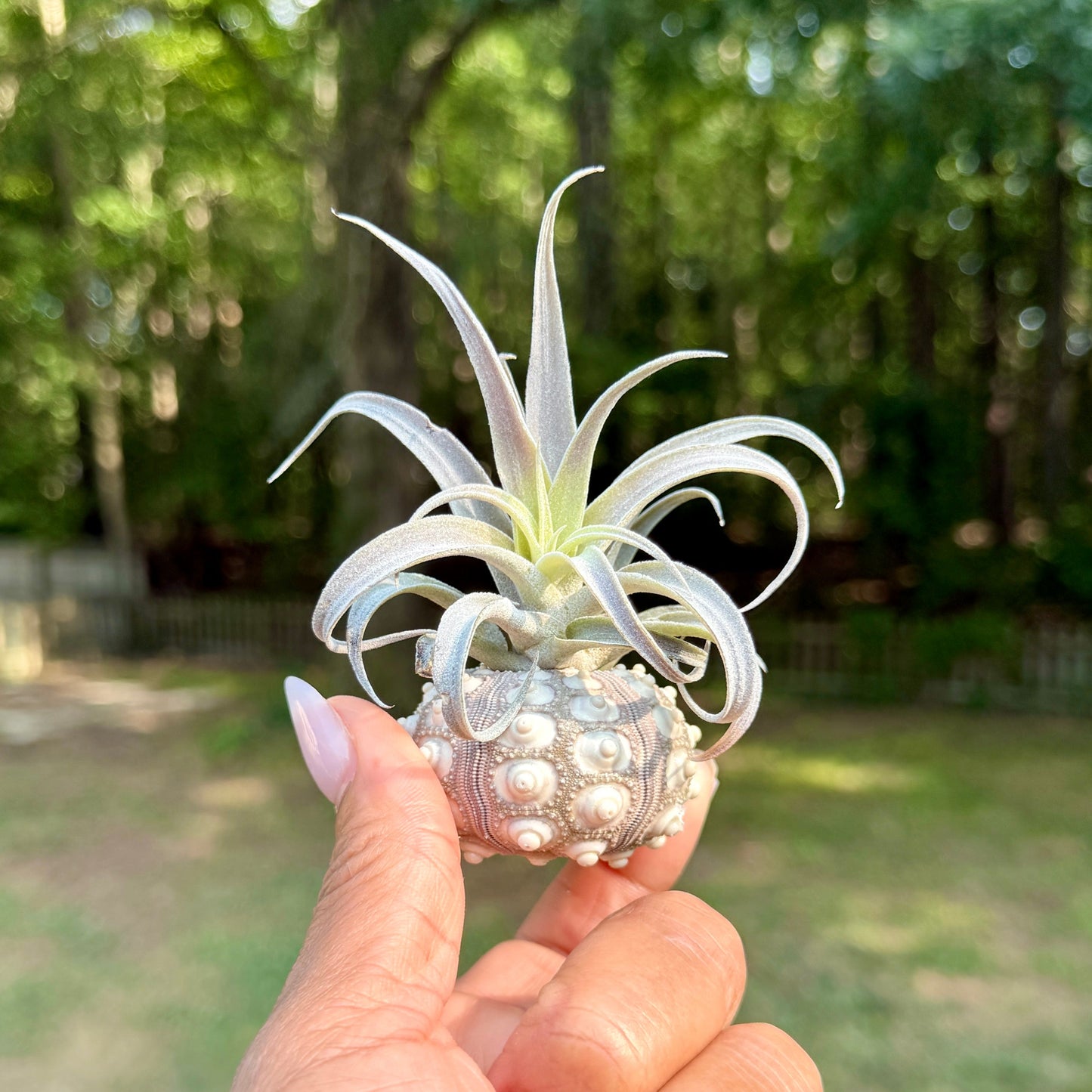 Urchin Shell with Air Plant