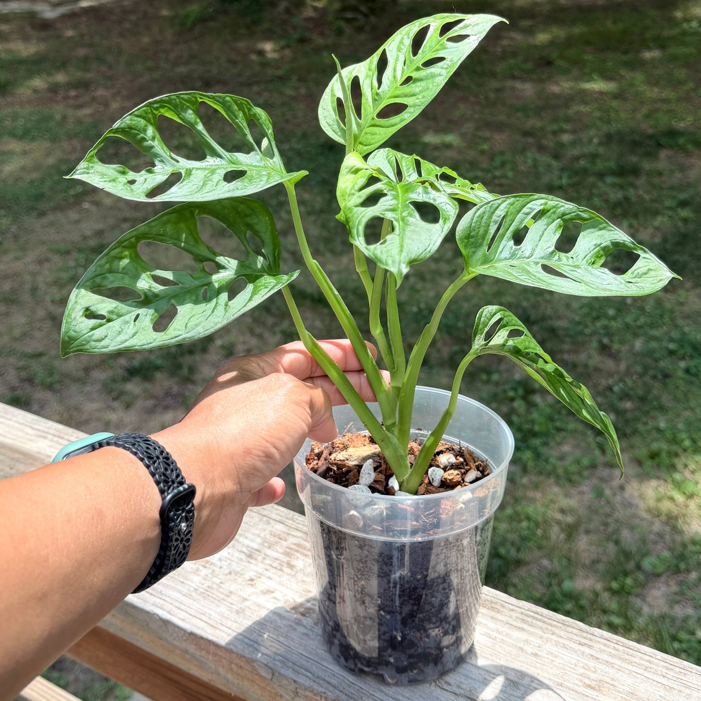 Monstera Adansonii