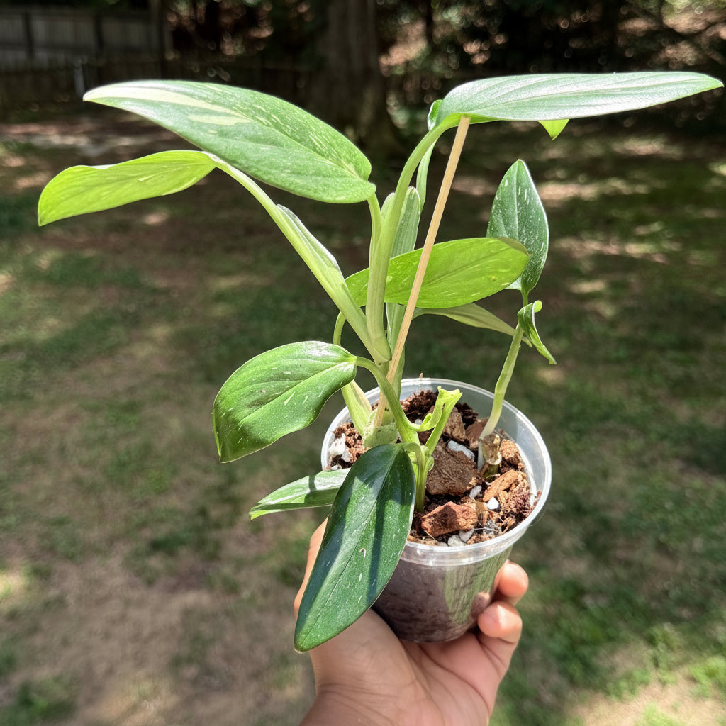 Monstera Standleyana Albo Variegated