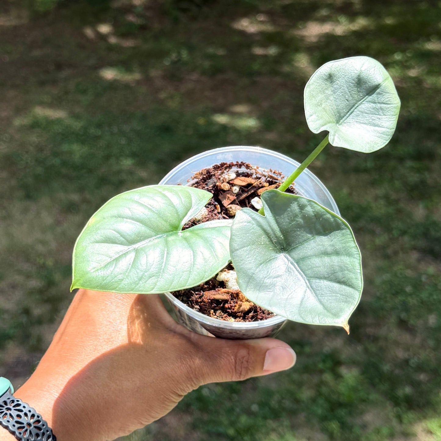 Alocasia Reginae