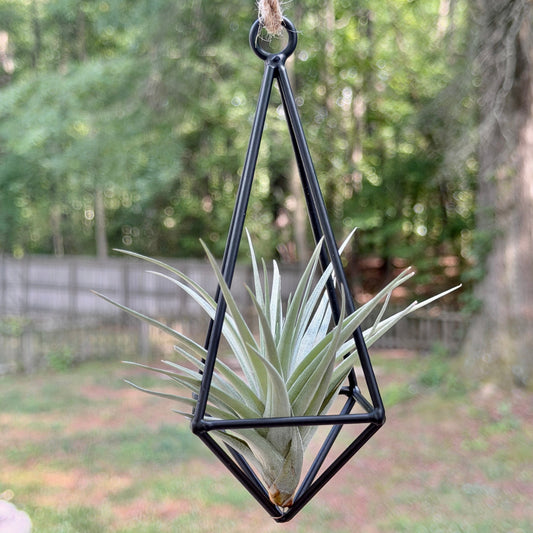 Hanging Metal Pendant with Air Plant