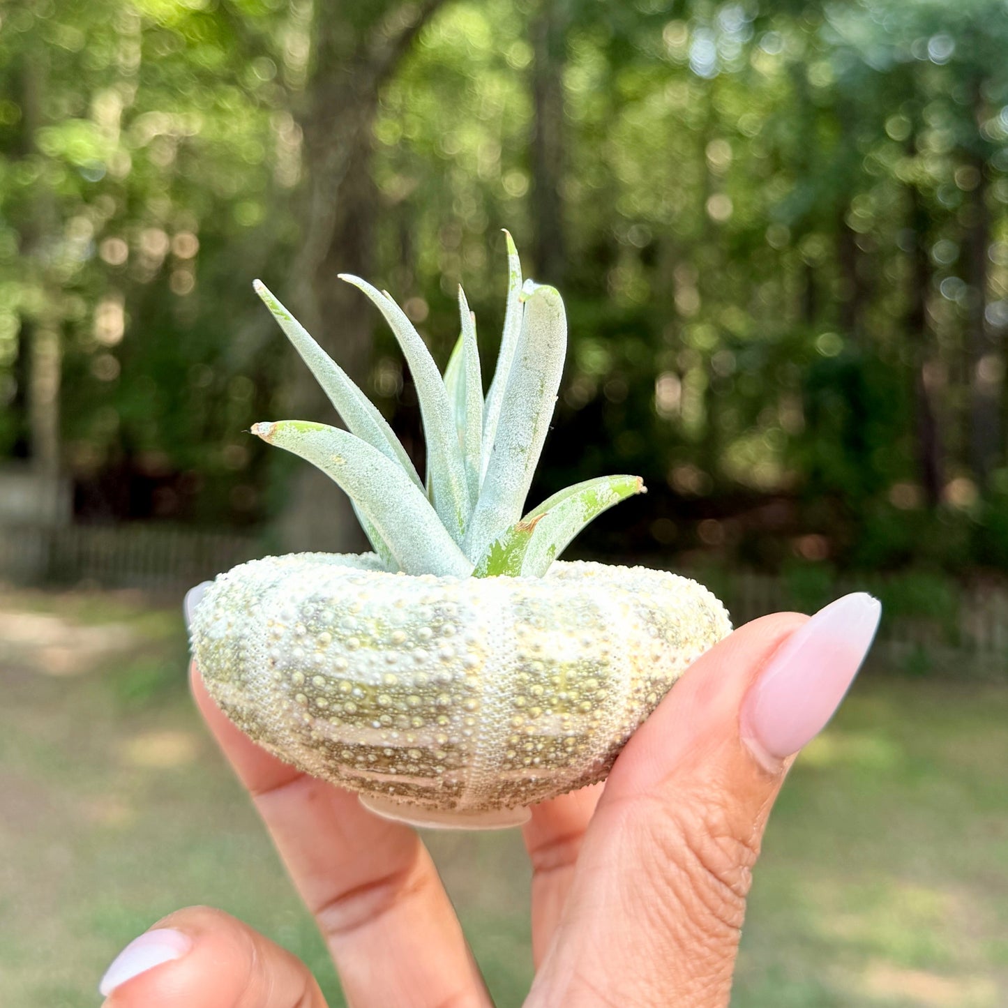 Urchin Shell with Air Plant