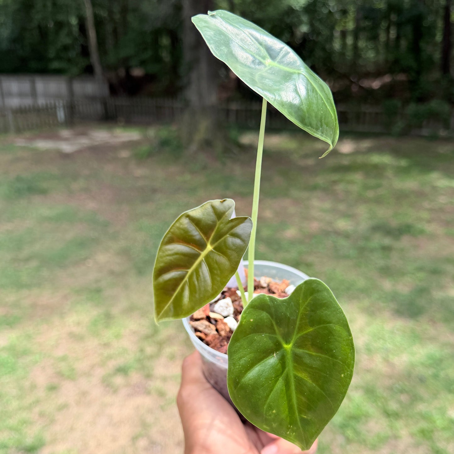 Alocasia Golden Bone
