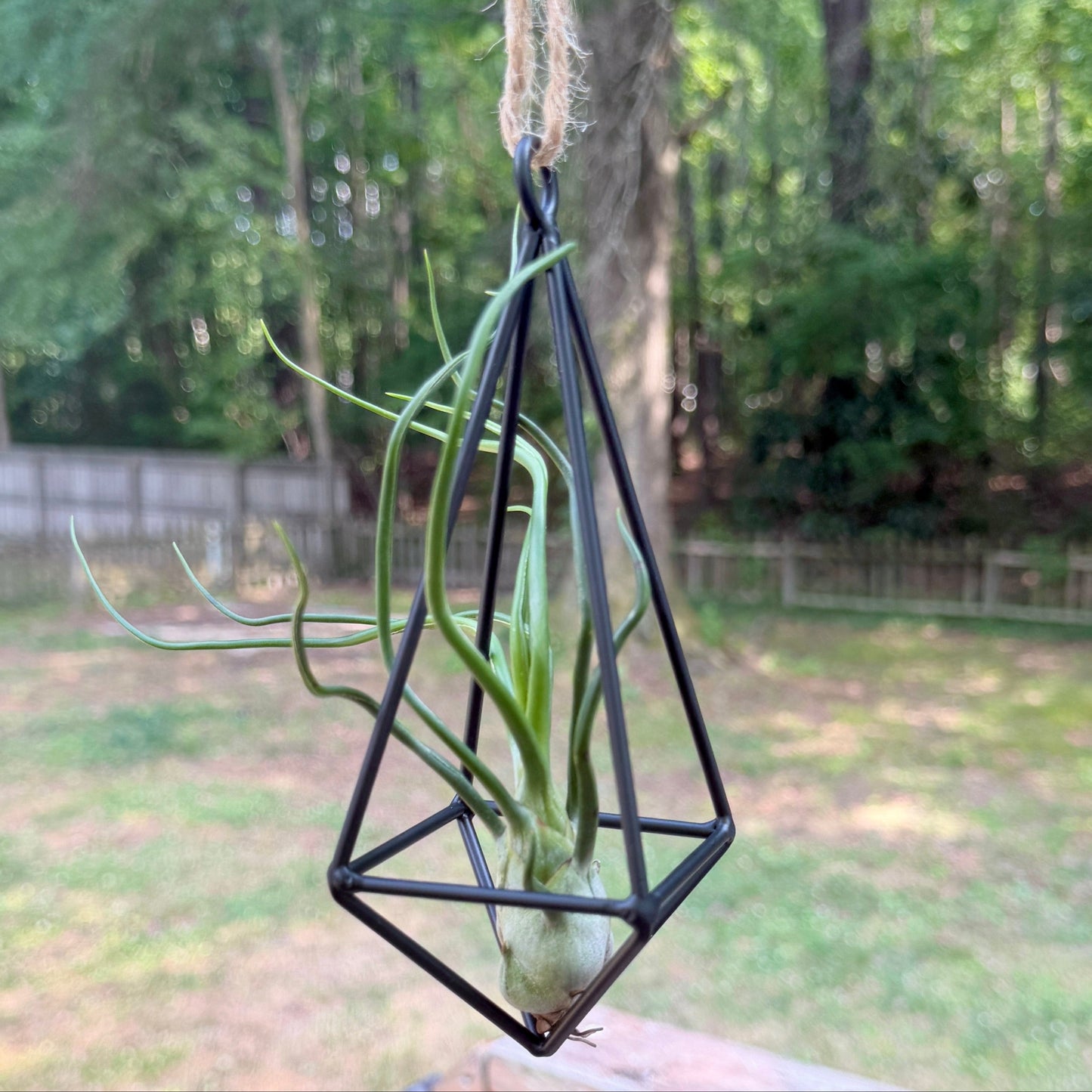Hanging Metal Pendant with Air Plant