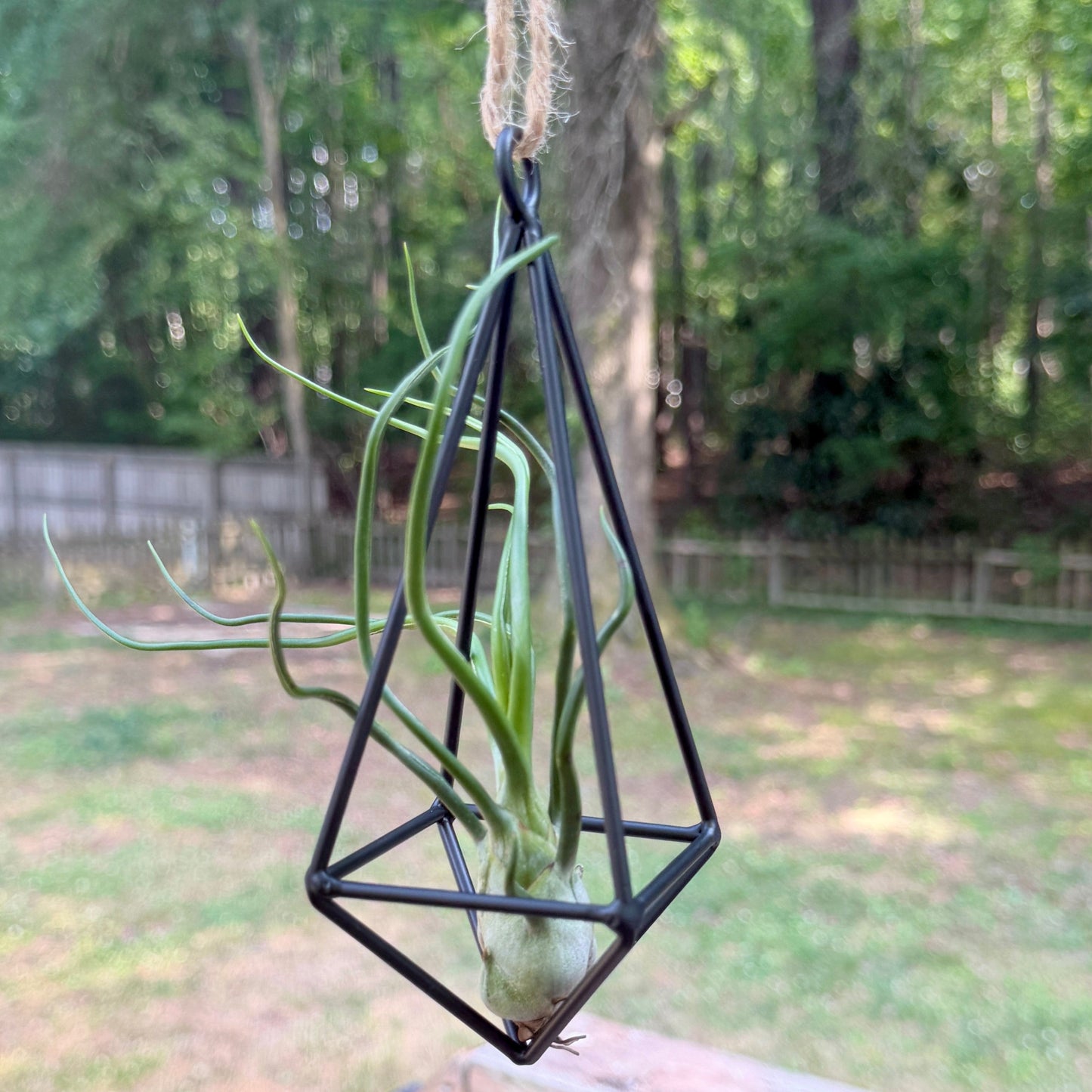 Hanging Metal Pendant with Air Plant