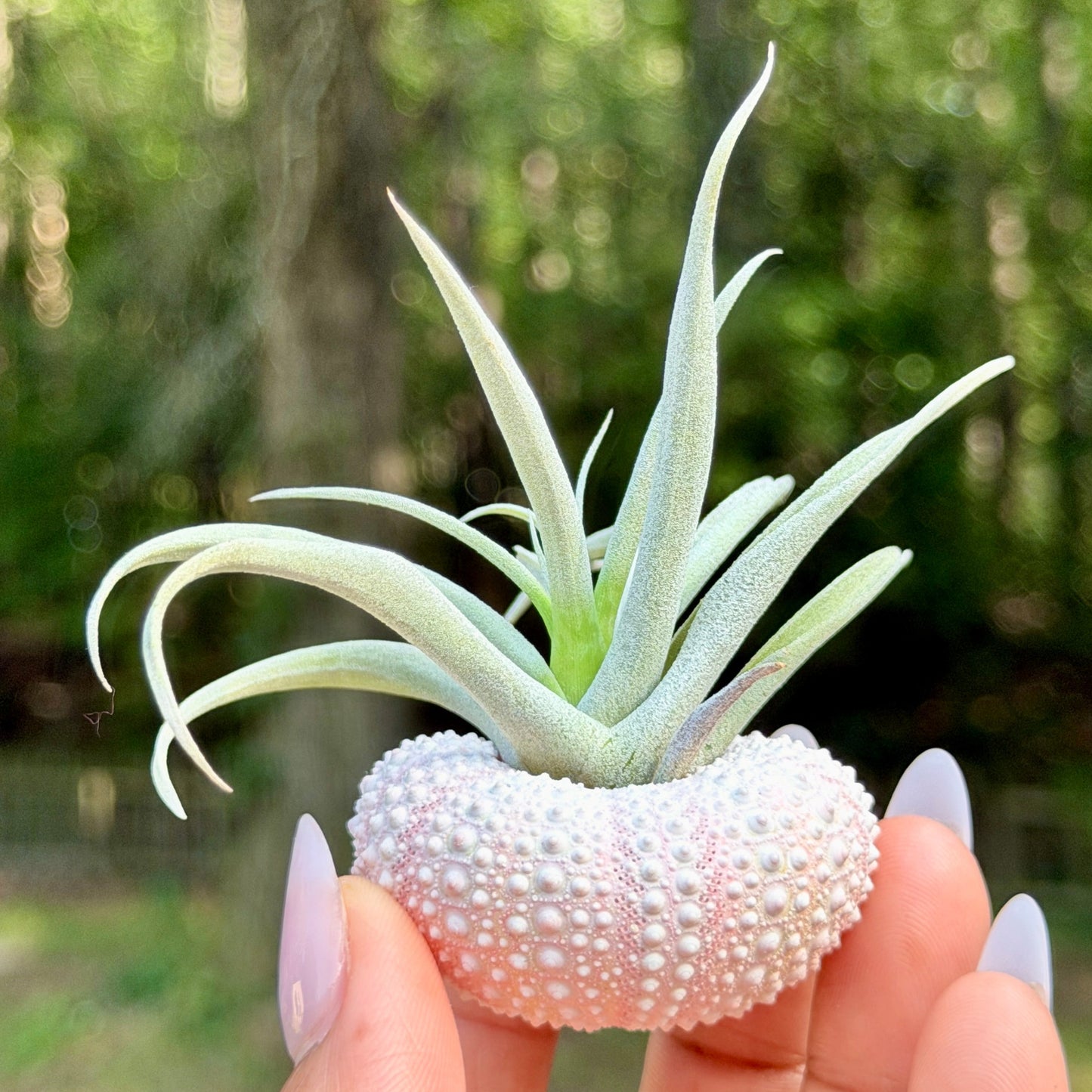 Urchin Shell with Air Plant
