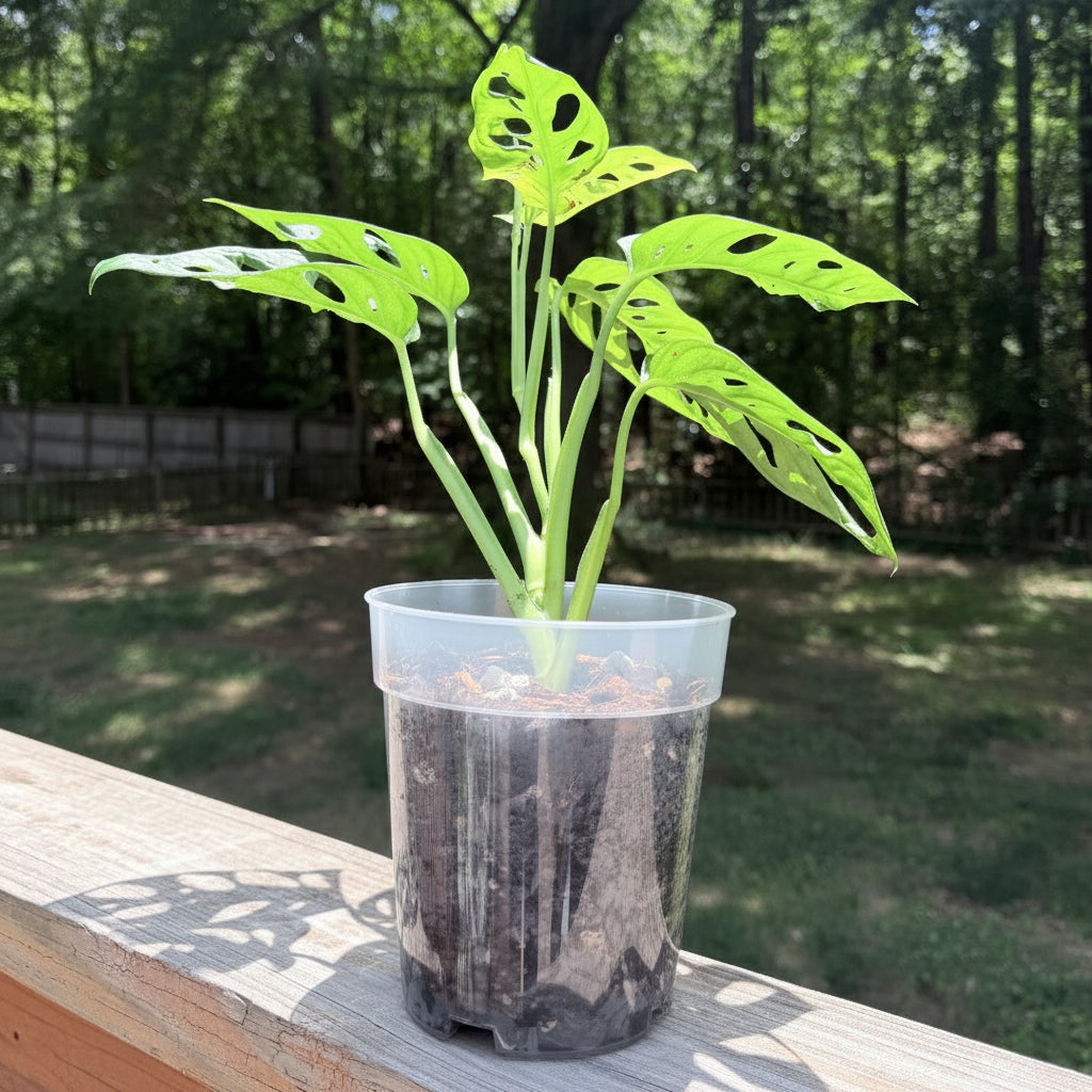 Monstera Adansonii