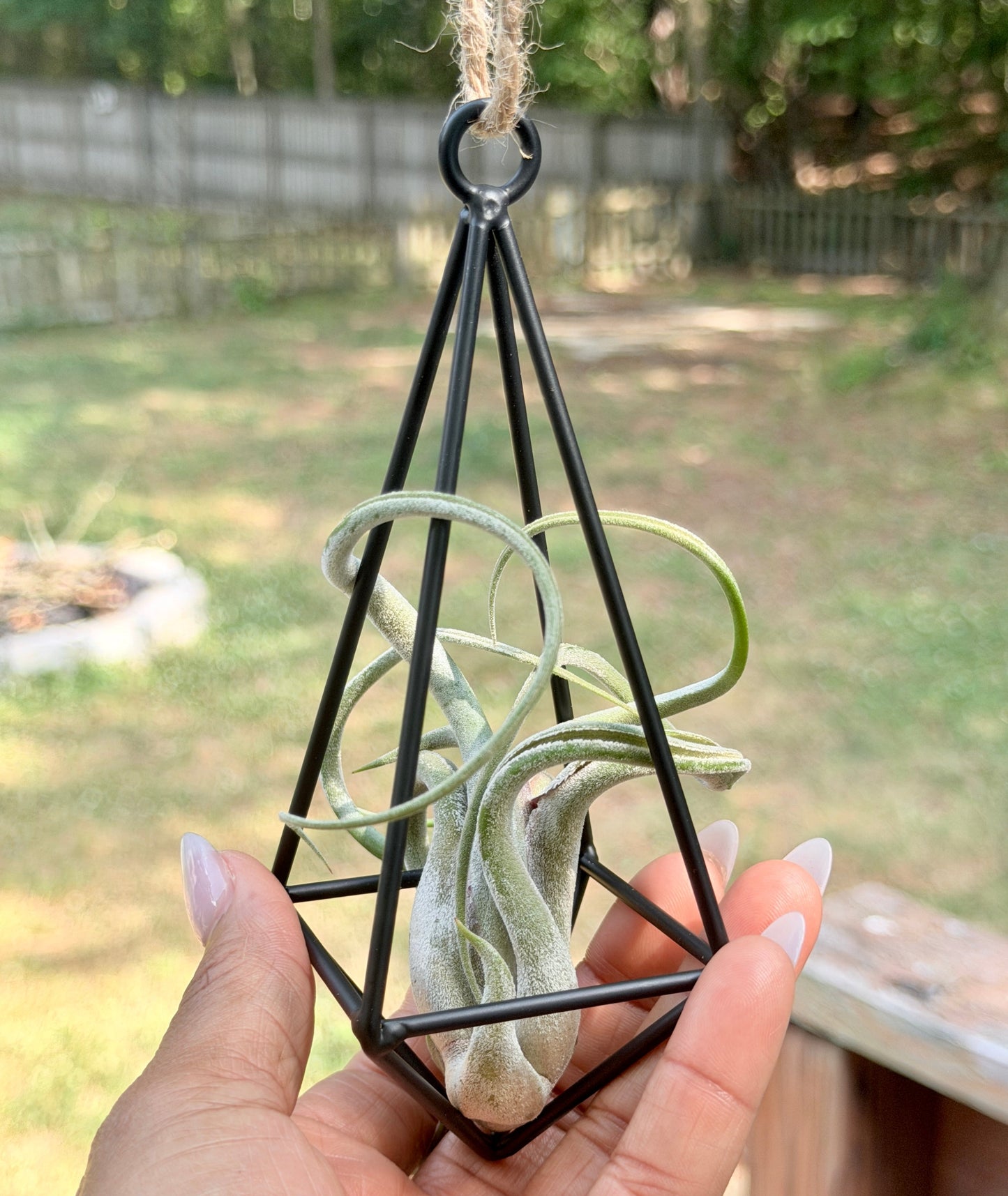 Hanging Metal Pendant with Air Plant