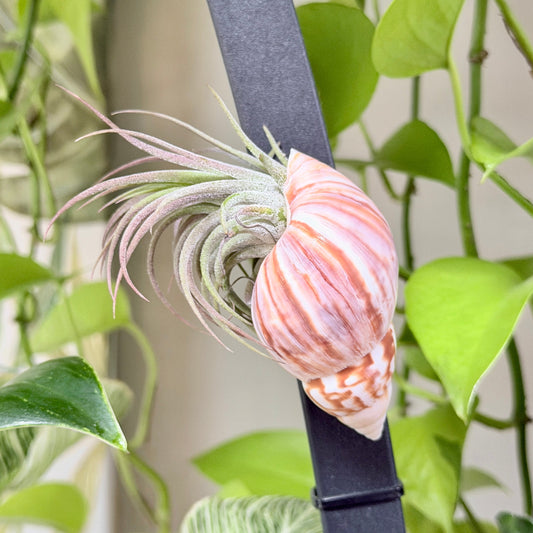 Magnetic Seashell with Air Plant