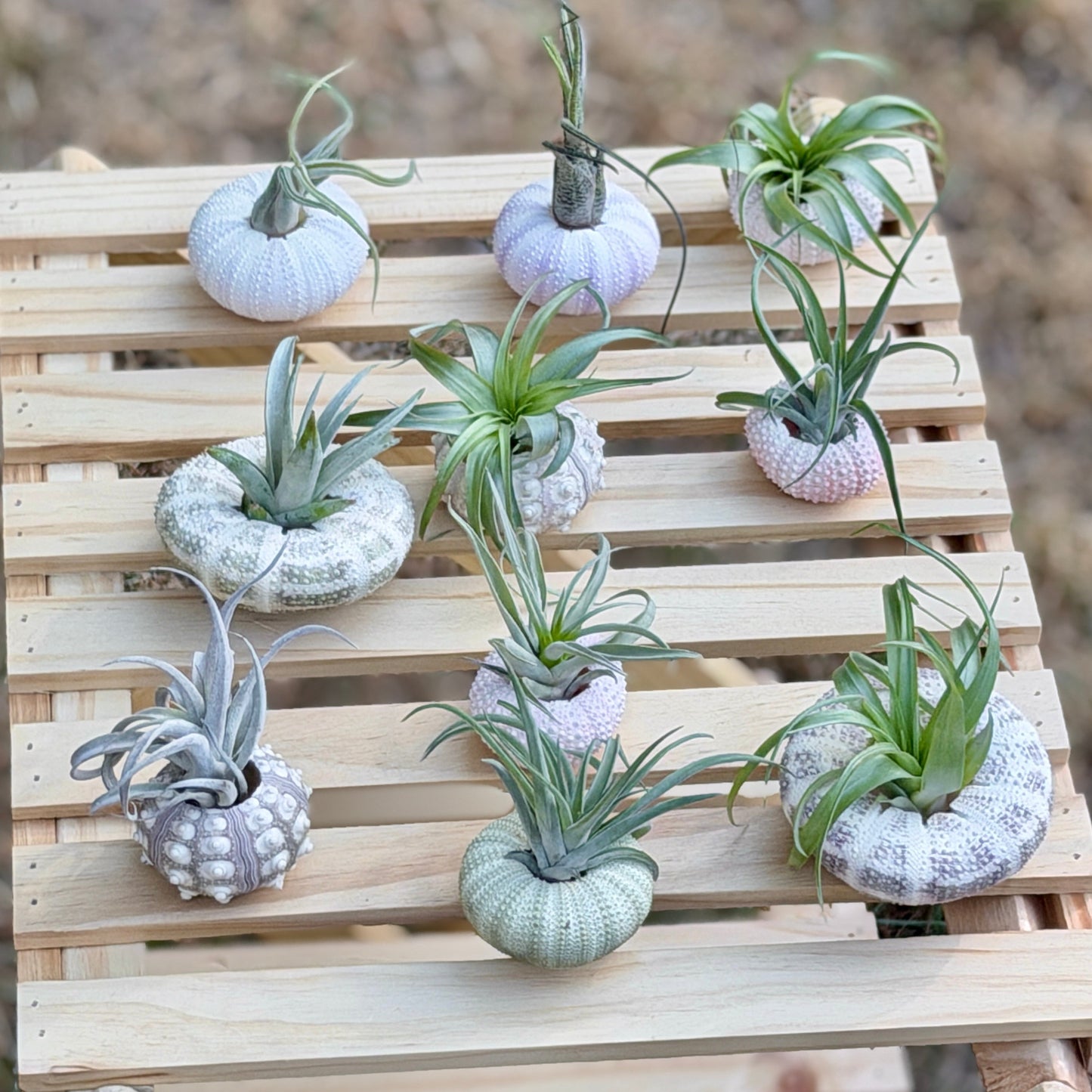 Urchin Shell with Air Plant