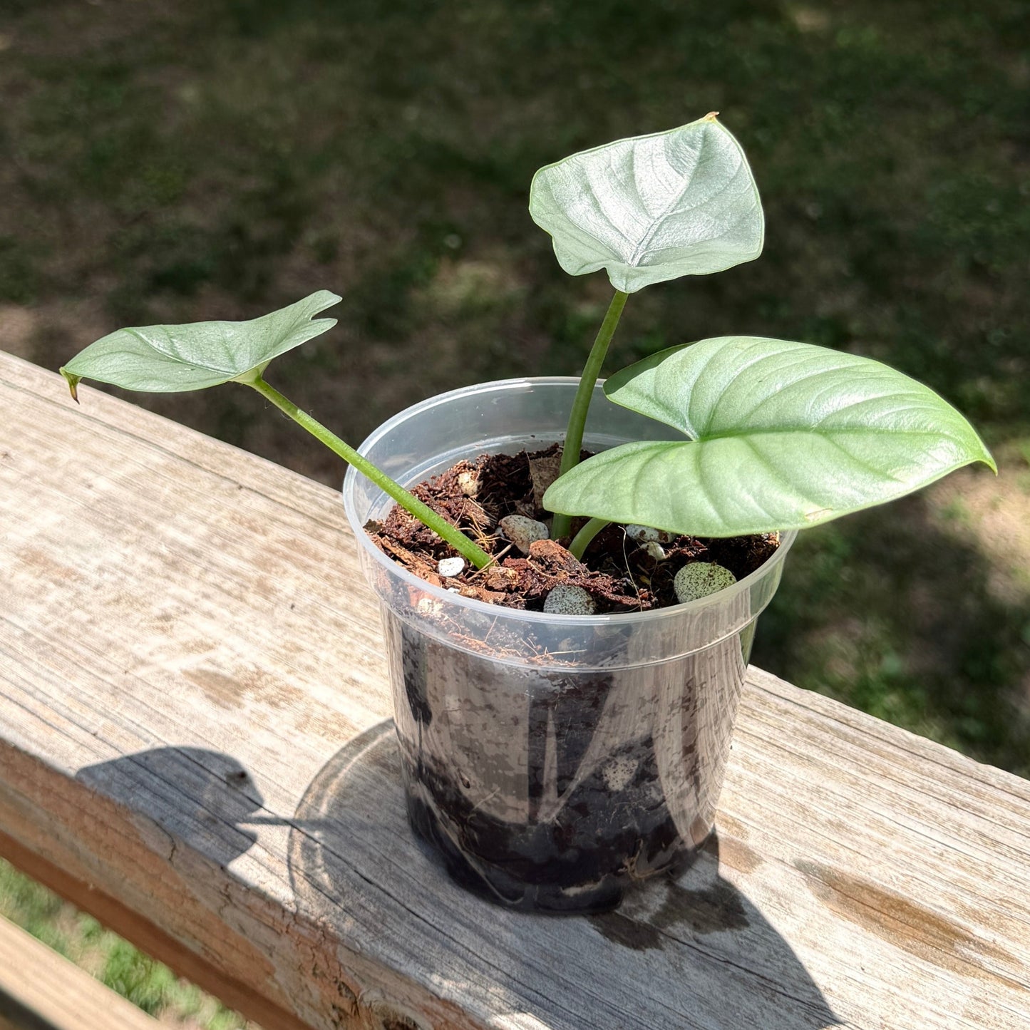 Alocasia Reginae
