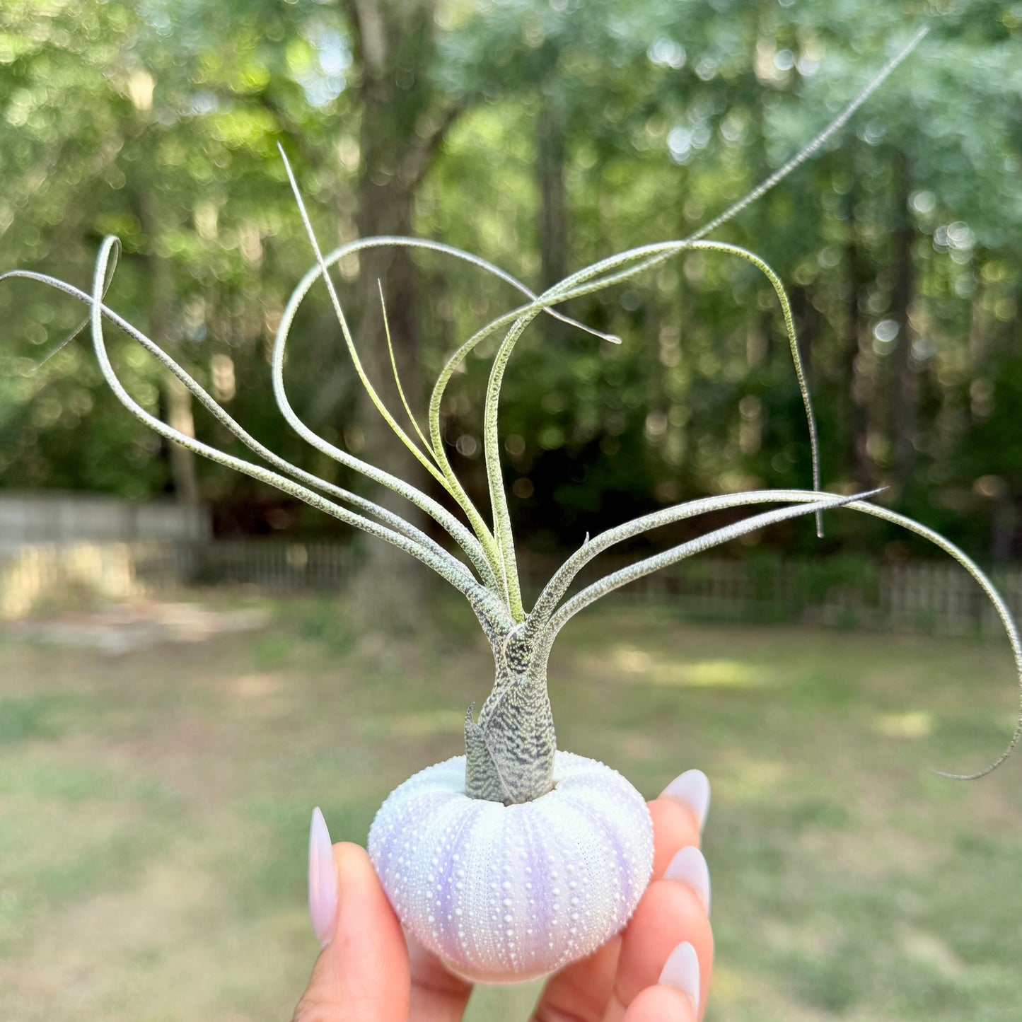 Urchin Shell with Air Plant