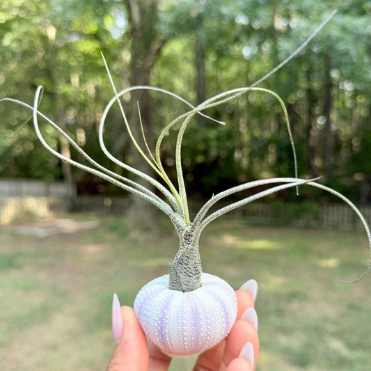 Urchin Shell with Air Plant