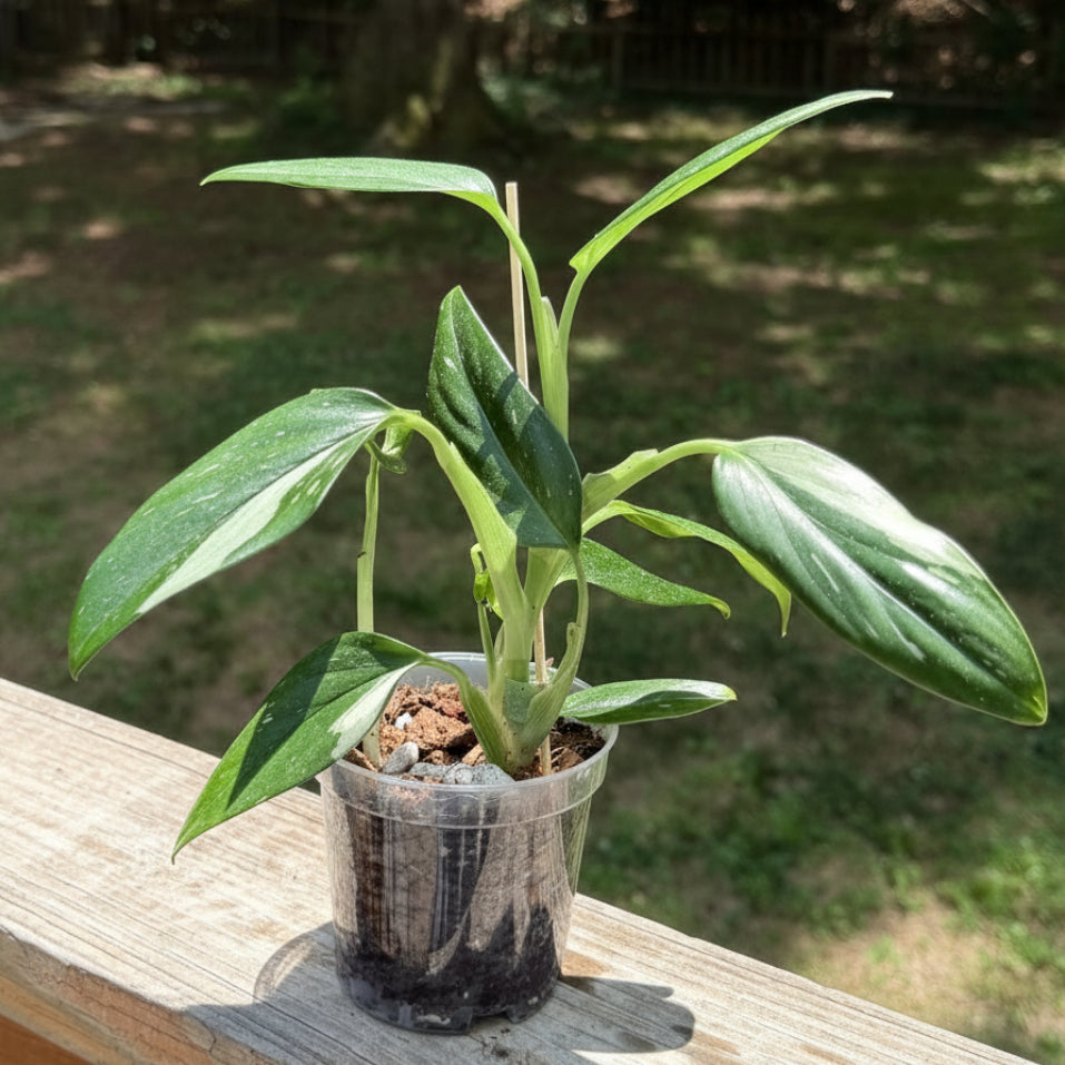 Monstera Standleyana Albo Variegated