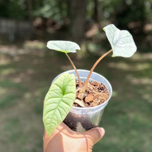 Alocasia Platinum