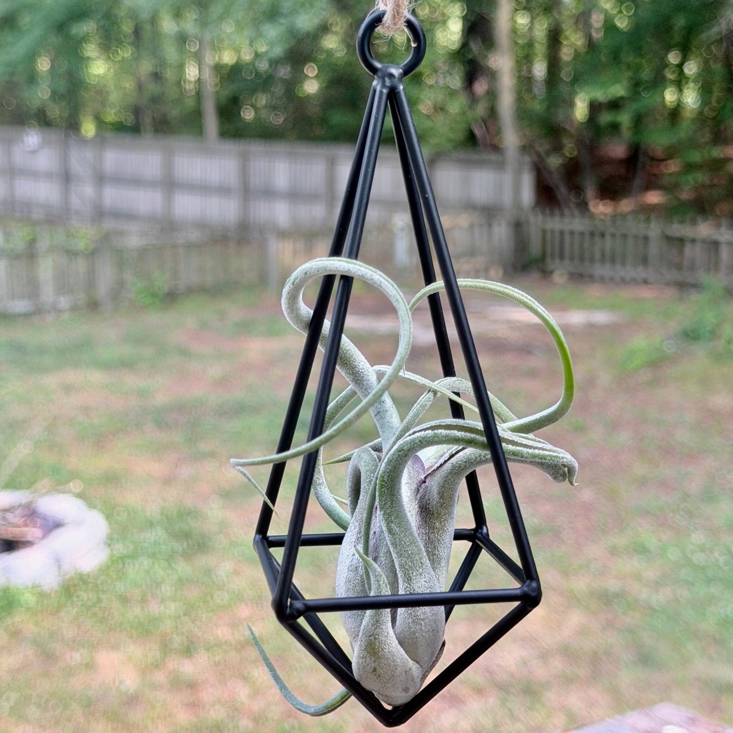 Hanging Metal Pendant with Air Plant