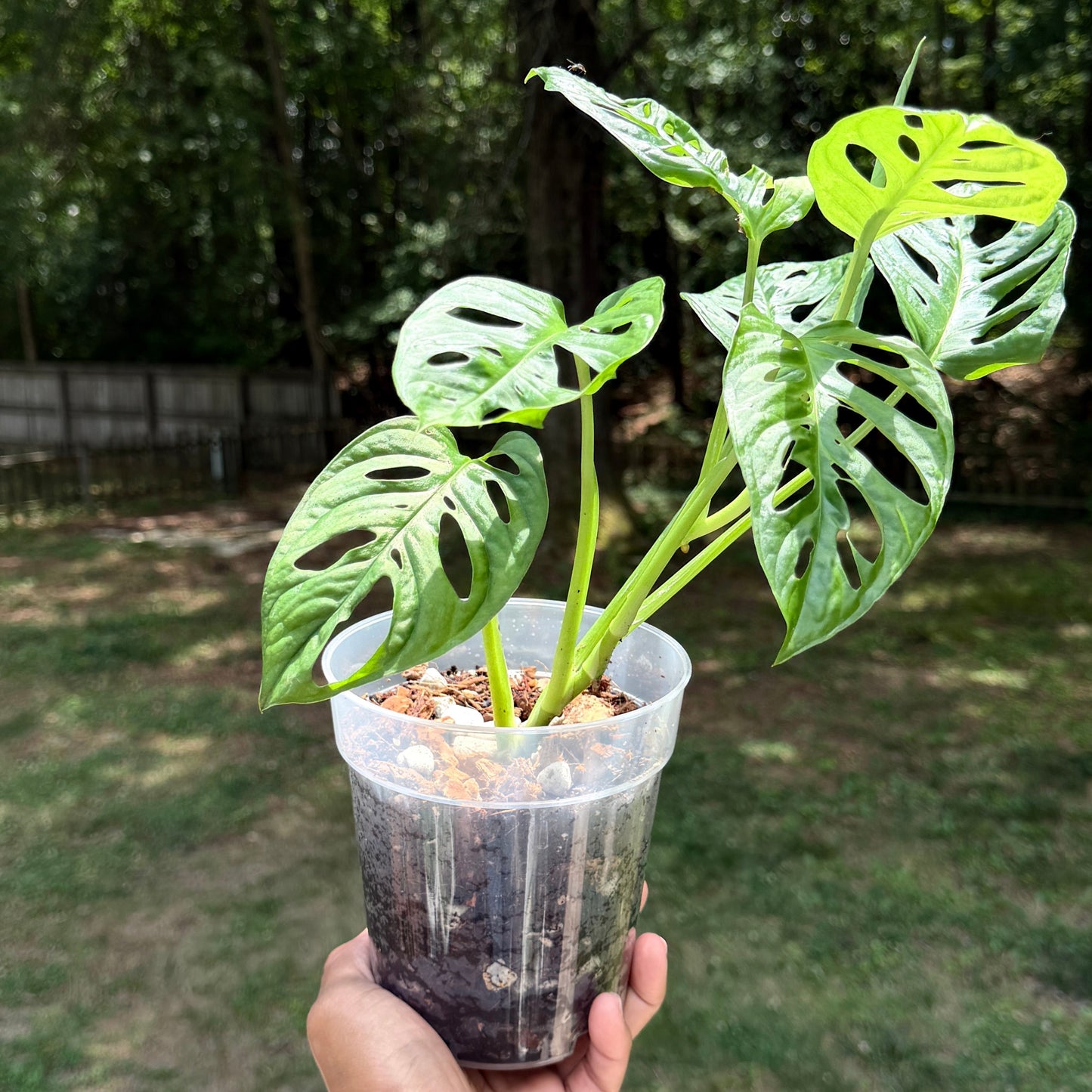 Monstera Adansonii
