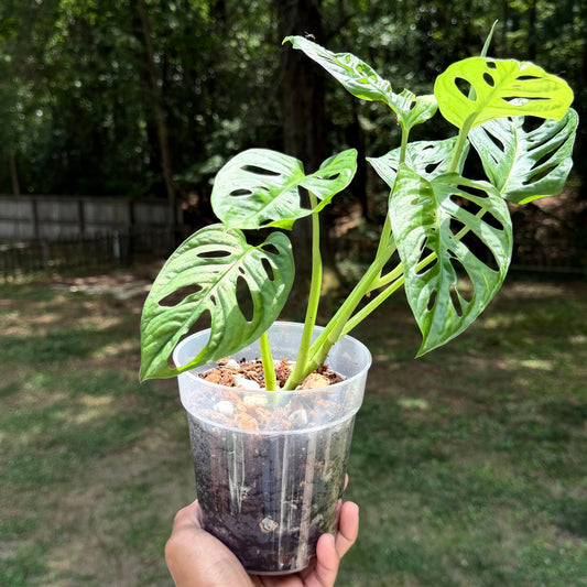 Monstera Adansonii