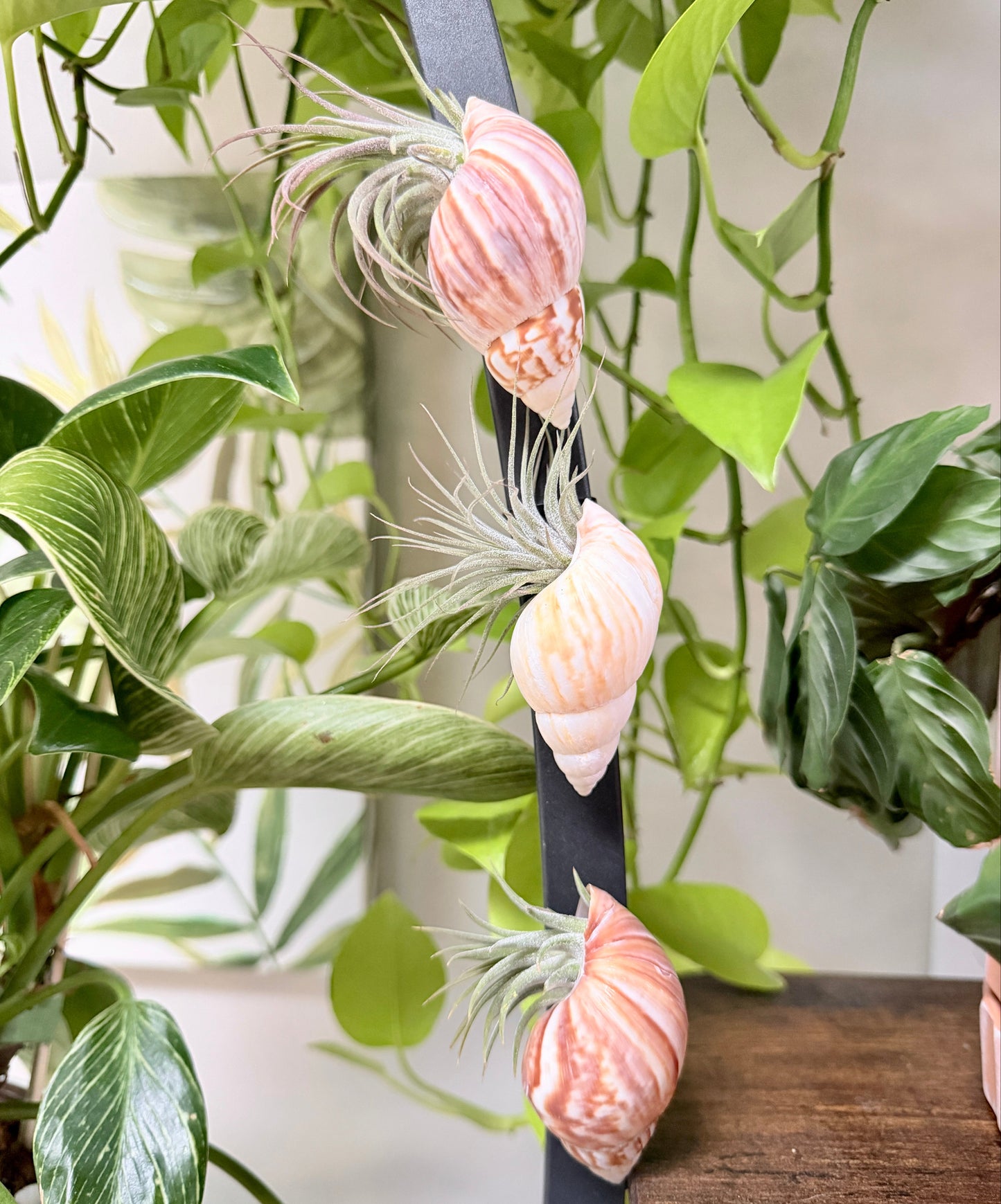 Magnetic Seashell with Air Plant