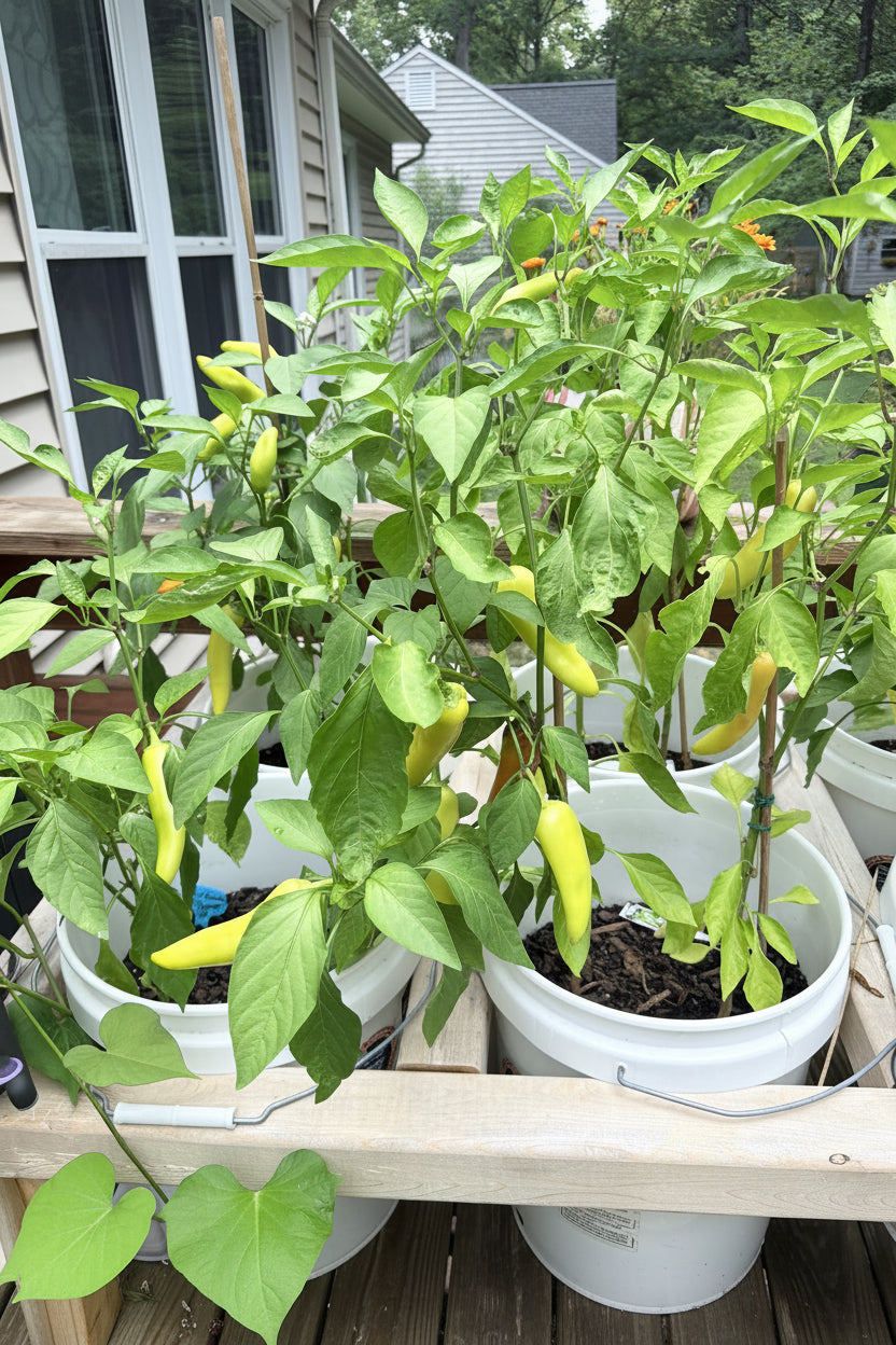 Botanically Unique Banana Peppers