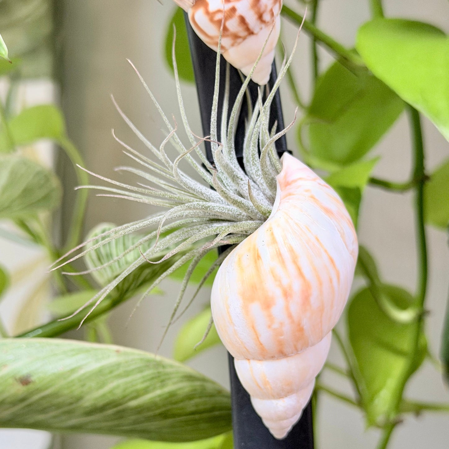 Magnetic Seashell with Air Plant