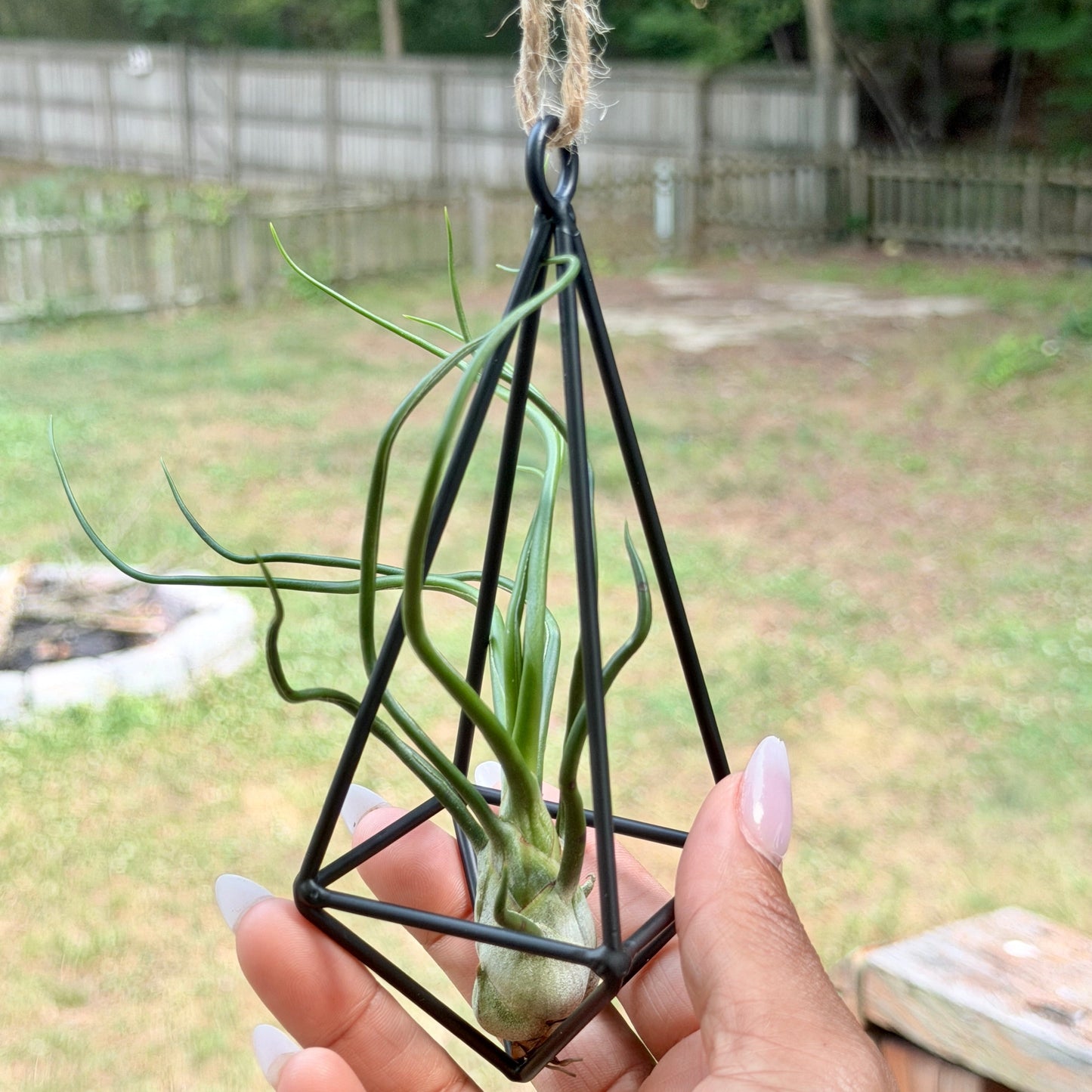 Hanging Metal Pendant with Air Plant