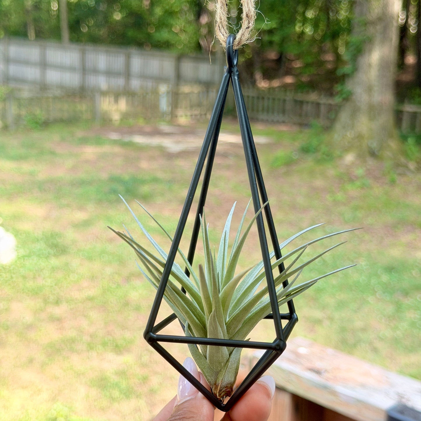 Hanging Metal Pendant with Air Plant