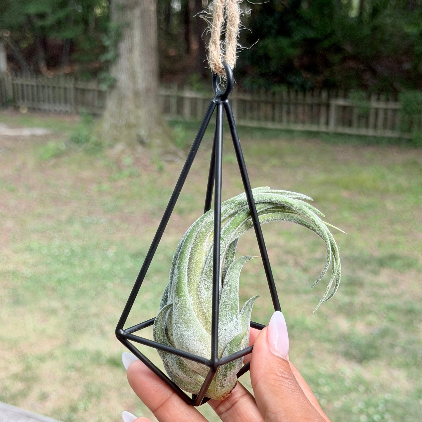 Hanging Metal Pendant with Air Plant
