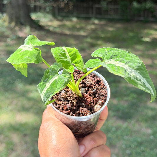 Syngonium Silver Goose