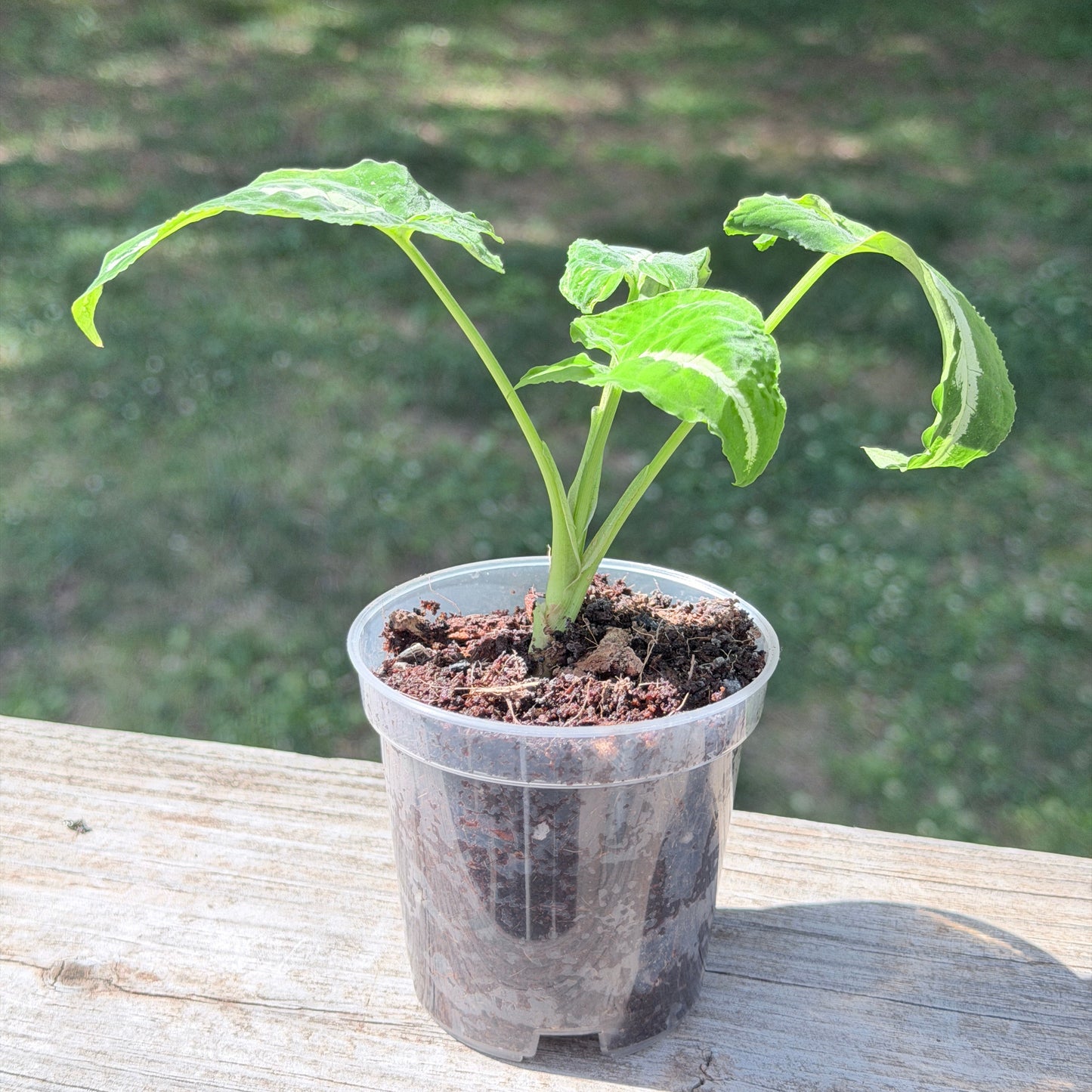 Syngonium Silver Goose