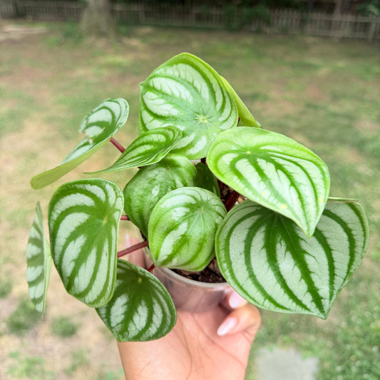 Peperomia Watermelon